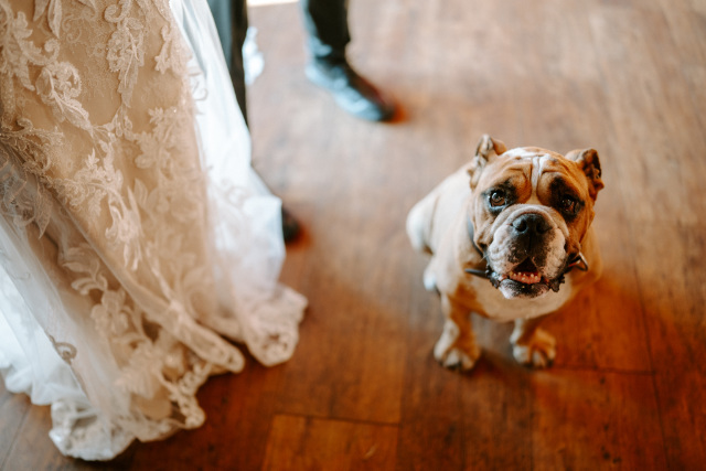 Bulldogge sitzt auf dem Boden neben dem stehenden Brautpaar, von dem nur die Beine & Füße sichtbar sind, und blickt in die Kamera nach oben